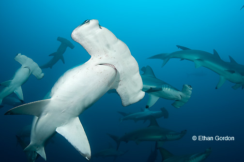 cocos island hammerheads